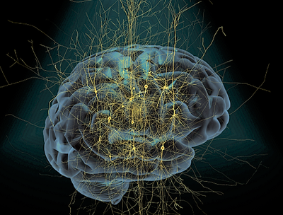Swedish Brain ©BBP/EPFL Swedish Brain ©BBP/EPFL