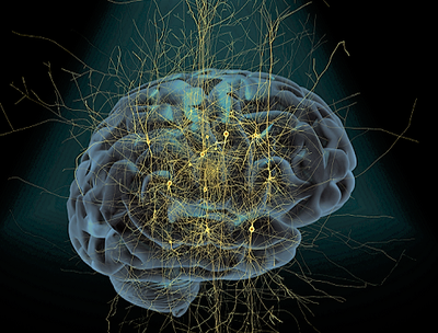 Swedish Brain ©BBP/EPFL